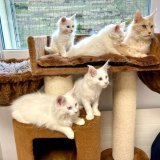 Les chats secourus par l'association sédunoise se trouvent désormais en sécurité.